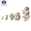 Plastination specimen of Fetus for Medical Science