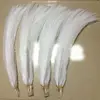 Wild bird feather silver tail 60-65 cm dyeable feather stage clothing accessories
