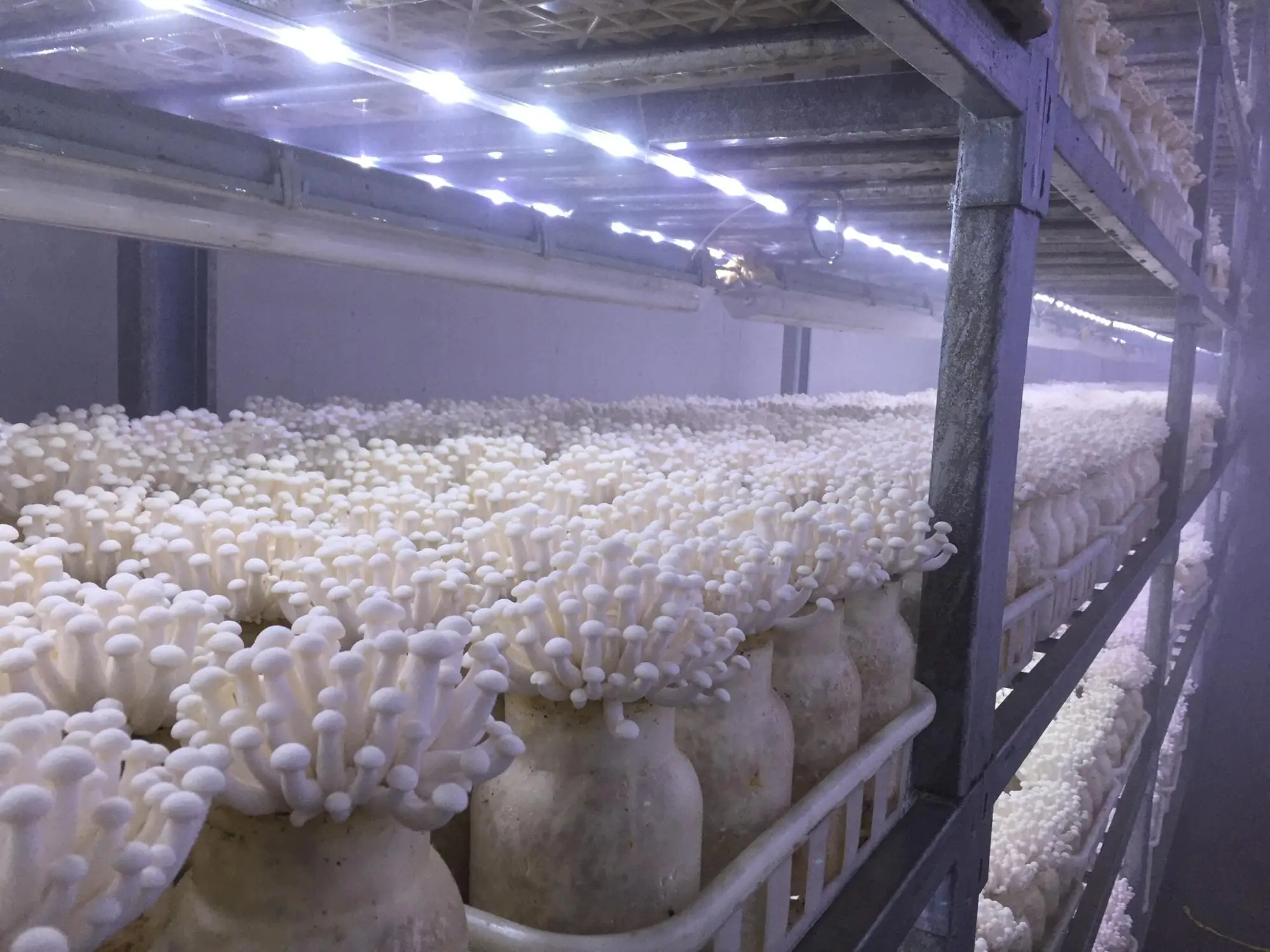 Detan White Shimeji Mycelium Mushroom Buy Mycelium Mushroom,Mycelium