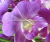 Fresh cut orchids, dendrobium orchids, fresh cut stem