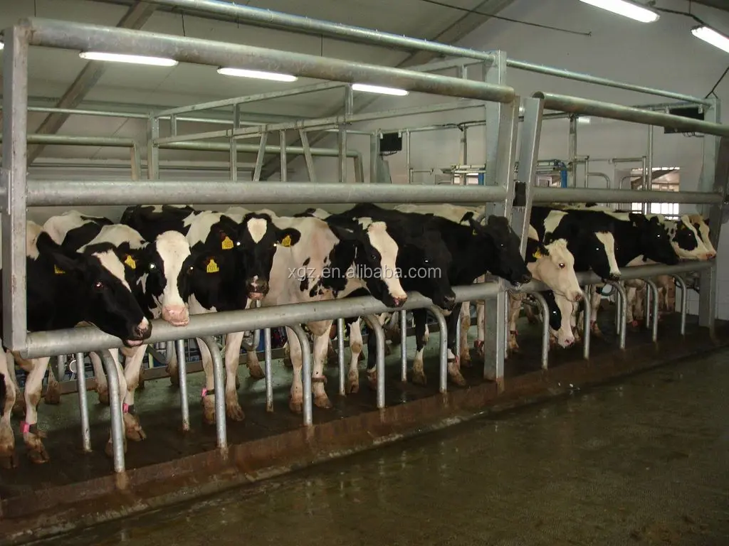 modern specialized cow cattle farm