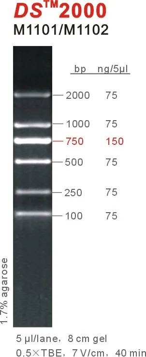 Ds2000 Dna Marker2000bp2kboem Buy Dna Markerds 2000dna Ladder