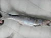 frozen white thread fin bream fish/white kurau