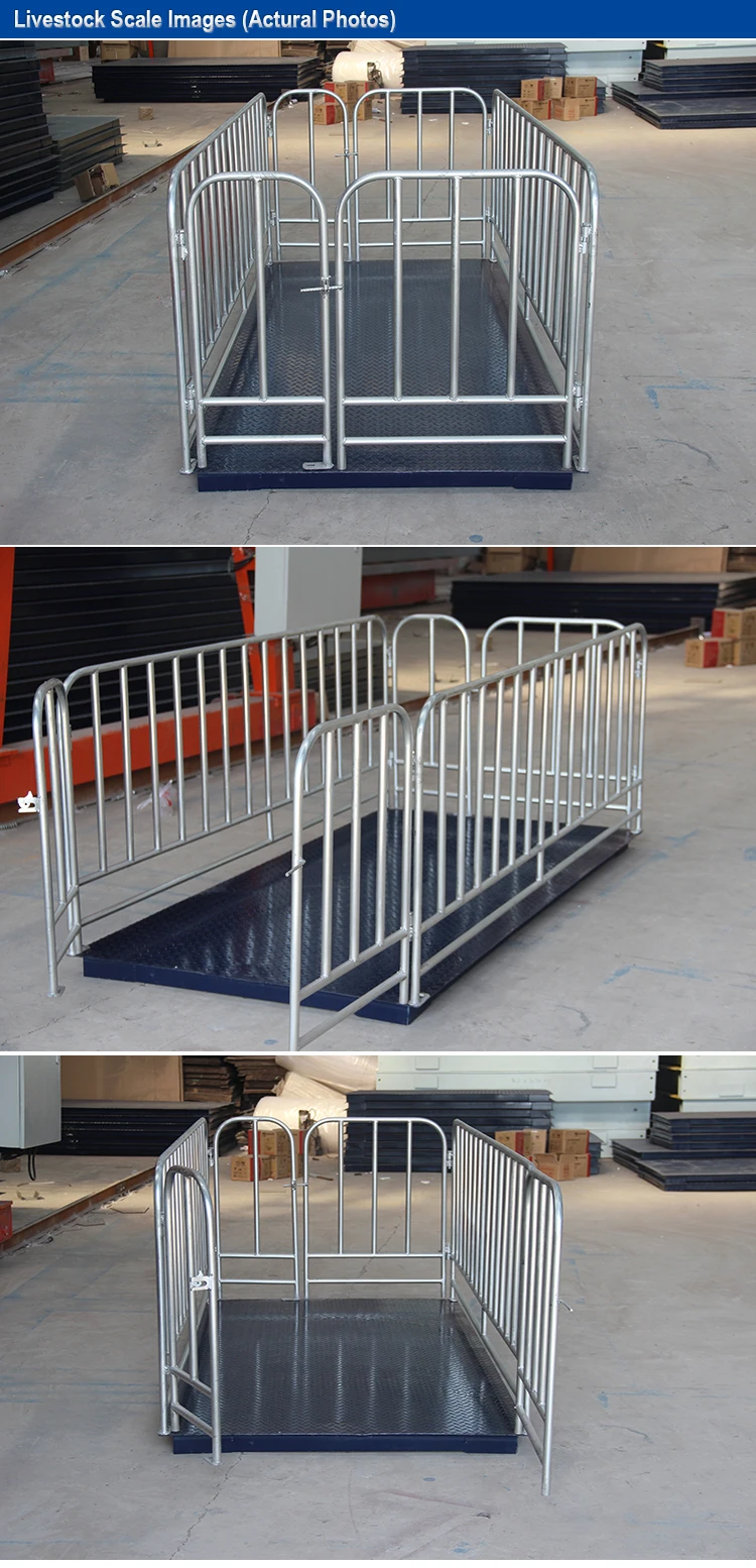 livestock scales