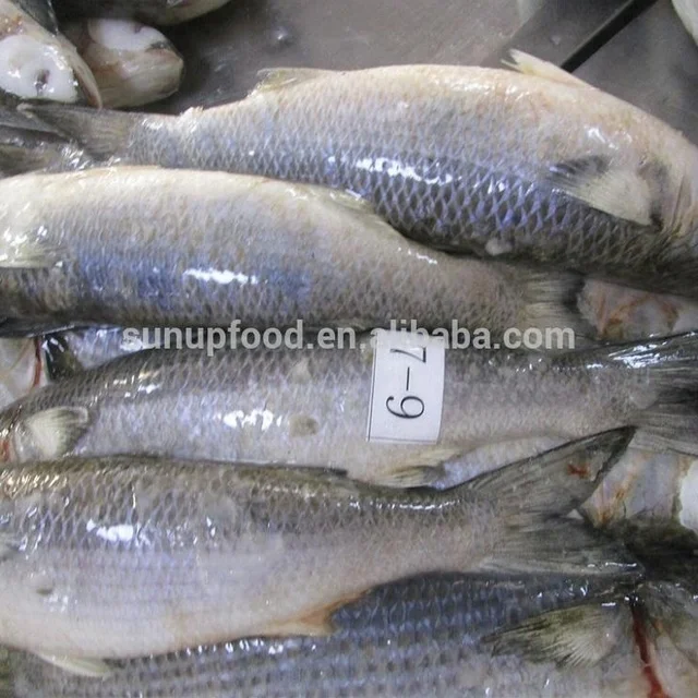 frozen grey mullet fish
