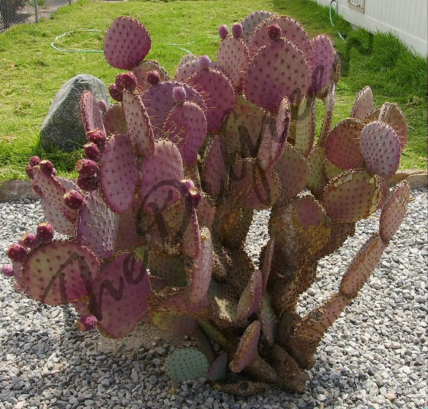 Opuntia violacea