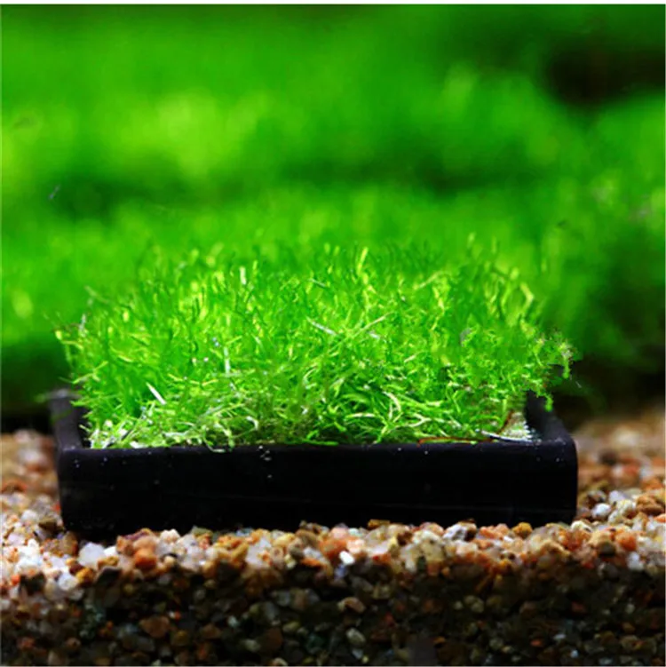 Te koop vis tank en aquarium plant crstal garnalen tank keramische