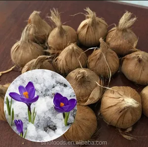 Whole Saffron Seed Seedball For Planting