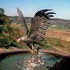 Metal Garden Ornament Sculpture Life Size Bronze Eagle Statue