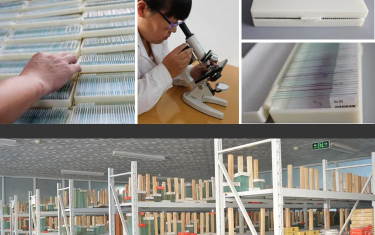 011 Microorganism cells prepared microscope slides.jpg