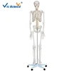 Life-size Medical Human Articulated Adult Plastic Skeleton Model