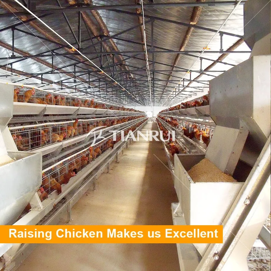 Design H Type Automatic Layer Chicken Cages For Sale In Philippines
