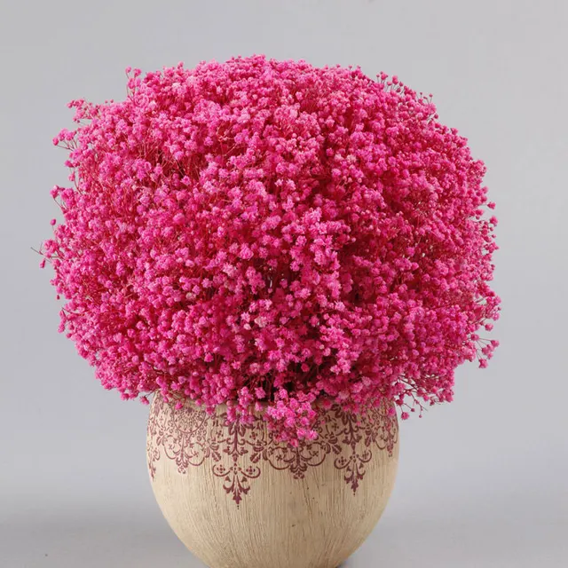 preserved gypsophila pink dried babysbreath for tha