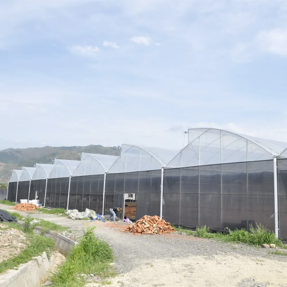 Commercial Agricultural Custom Multi-span Film Mushroom Greenhouse With ...