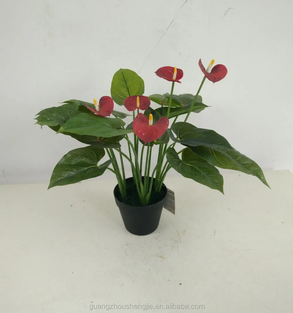 Anthurium Artificial Flowers Anthurium Plants For Sale Buy Anthurium