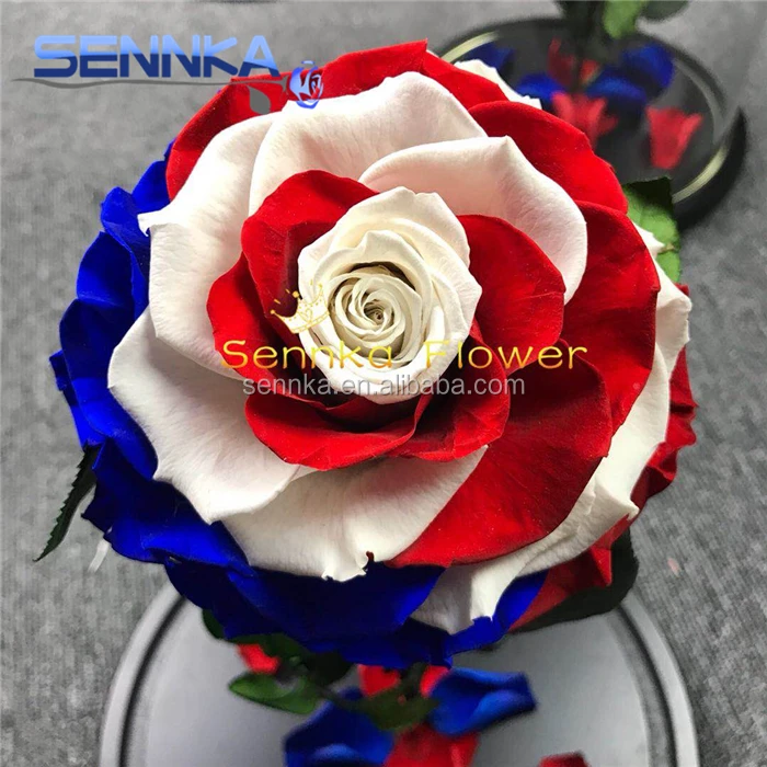 USA flag rose (25)