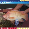 New arrival red tilapia tilapia wholesale price frozen fish tilapia