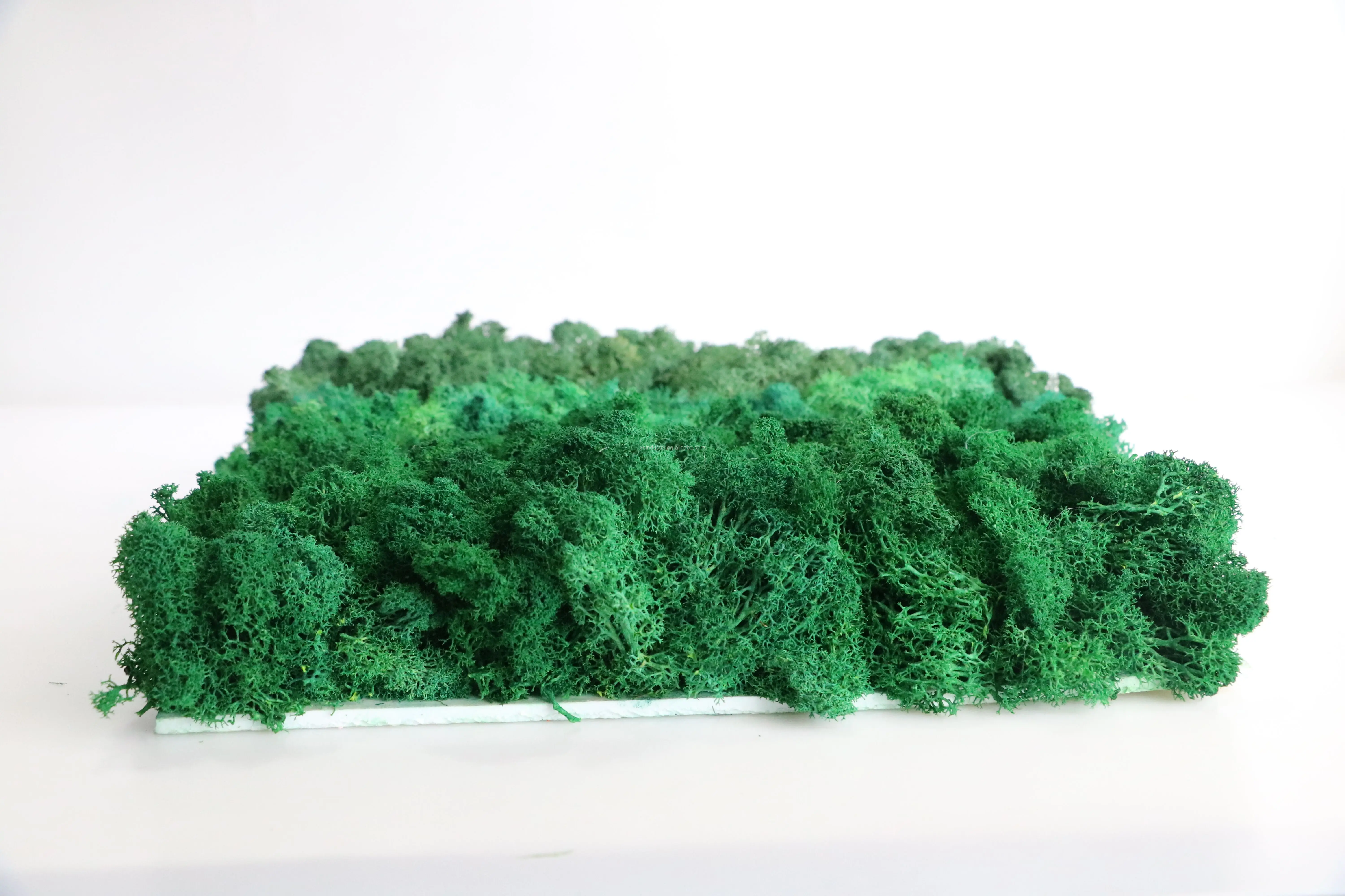 500克批发质量最好的一级驯鹿苔藓面板天然稳定保存的苔藓墙