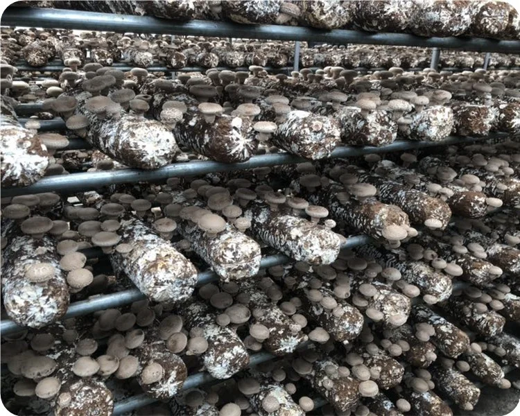 Купить мицелий для выращивания грибов. Шиитаке ферма. Мицелий шиитаке. Культивация шиитаке. Культивирование шиитаке.