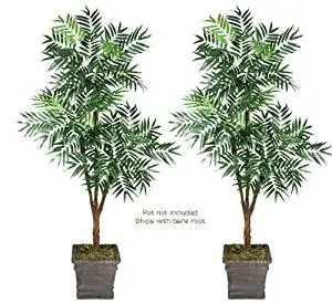 Two 6' Phoenix Tripled Artificial Trees Silk Plants, with No Pot, Minor Assembly Required.
