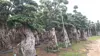 Ficus microcarpa bonsai root and stump shape
