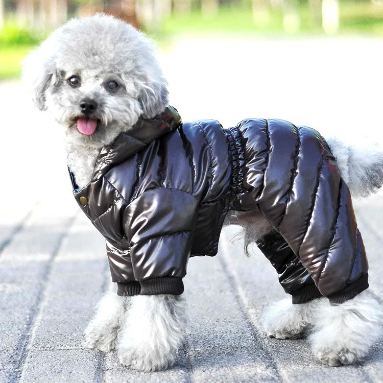 Собака в куртке с капюшоном