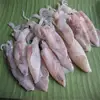 frozen baby squid loligo with various sizes