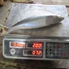 Seafrozen wild caught fishing pacific mackerel chub mackerel