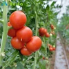 Multi Span Poly Tunnel Green house for Tomatoes