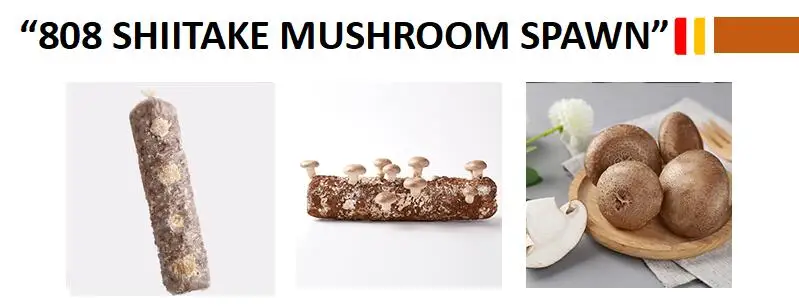 808SHIITAKE MUSHROOM.jpg
