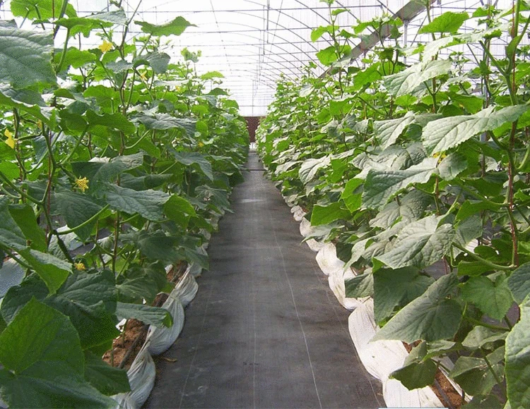 Pp Weed Barrier Fabric Garden Green House Woven Mat Black Plastic Mulch View Meihua Product Details From I
