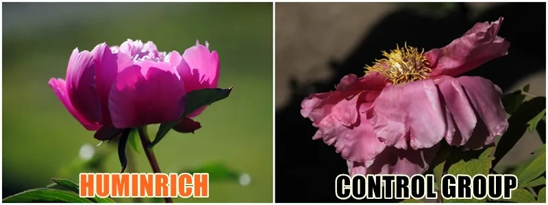 Humic Acid Powder.jpg