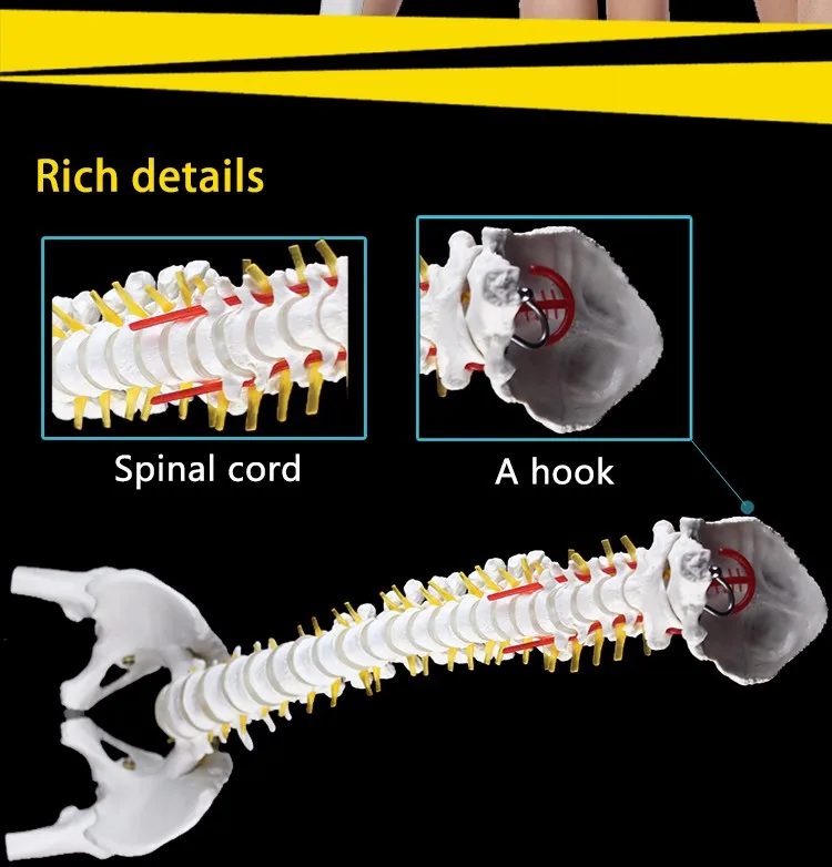 Nutural large factory direct sale artifical medical antomical human spine model.jpg