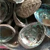 Good Quality raw material paua abalone shell mexico for sale