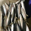 Hot selling Frozen Japanese mackerel fish for sale