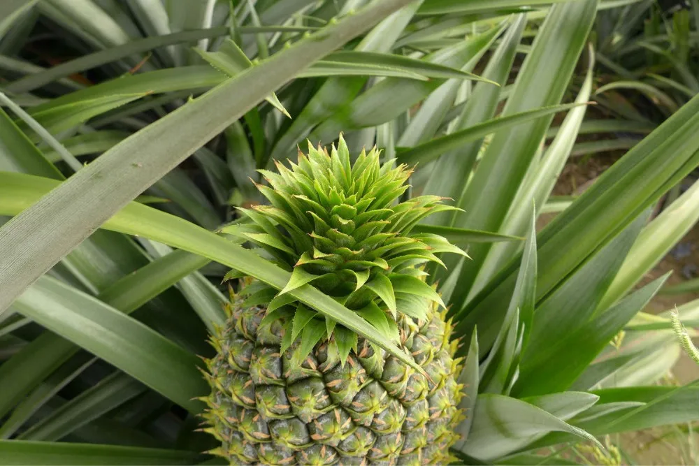 triadimefon 20% ec triadimefon 25% wp fungicide