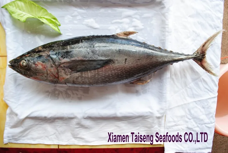 China Frozen Whole Tuna Bonito Fish 300-500g