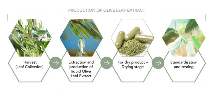 Olive Leaf Extract2.jpg
