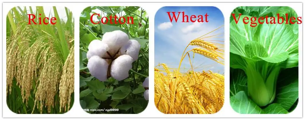 Хлопок и пшеница. Cotton Wheat. Рисунки люцерна, лён, кормовая свекла, пшеница, хлопчатник, рожь. Хлопок и пшеница 1848px 321px. Wheat and Cotton pic PNG.