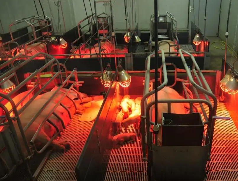 Sow Farrow Crate Farrow Stall Farrow Pen Pig Farm Equipment Animal