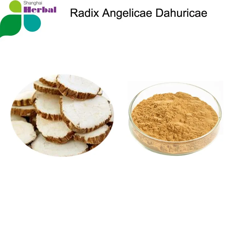 Factory Supply High Quality Radix Angelicae Dahuricae Extract / Baizhi