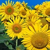Touchhealthy supply Stock good quality sunflower seeds/wholesale flower seeds THF097