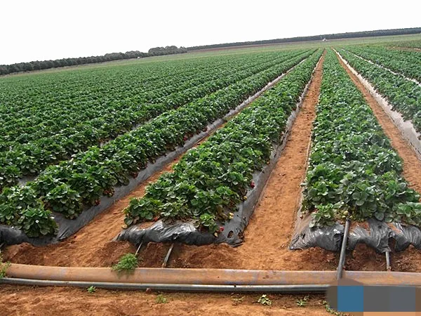 corn maize mulch drip irrigation system buy irrigation system drip irrigation system corn corn maize mulch drip irrigation system buy irrigation system drip irrigation system corn