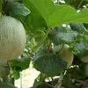 new harvest tropic plant Hybrid Musk F1 Green Sweet Melon Seeds For Growing