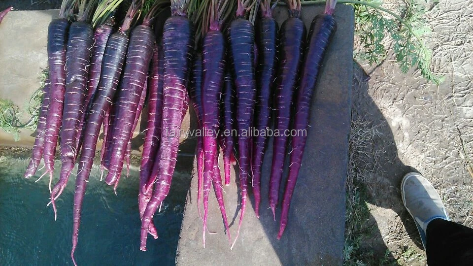 Sementes De Cenoura Roxa Preta Super Hibrida Alta Qualidade Sementes Para Cultivo Roxo Ginseng Buy Hibridas De Sementes De Cenoura Cenoura Semente Preta Sementes De Cenoura Product On Alibaba Com