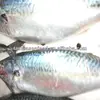 fresh seafood and frozen mackerel fish for sale