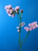 Wide varieties hot sale fresh mini myosotis flower