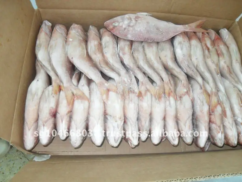 Red Seabream2.JPG