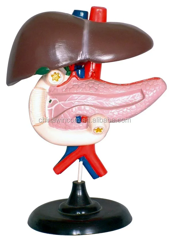pancreas model,medical teaching pancreas model biological / school teaching equipment