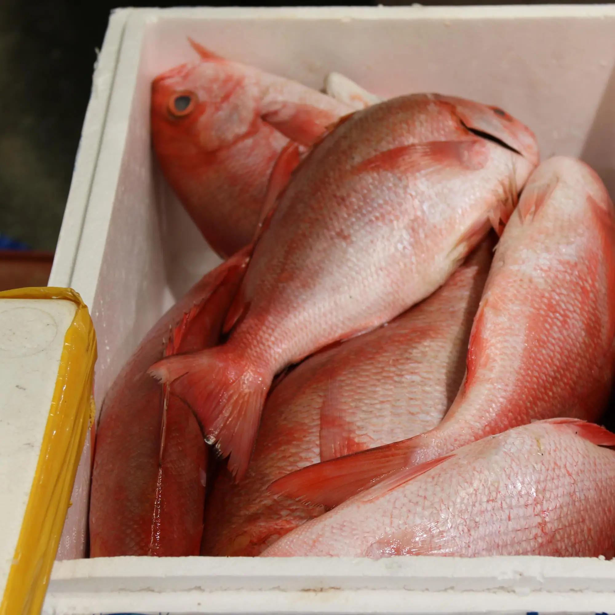 whole round seafood frozen red snapper fish